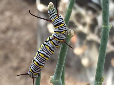 Queen Caterpillar