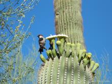 House Sparrow on Saguaro Blossom